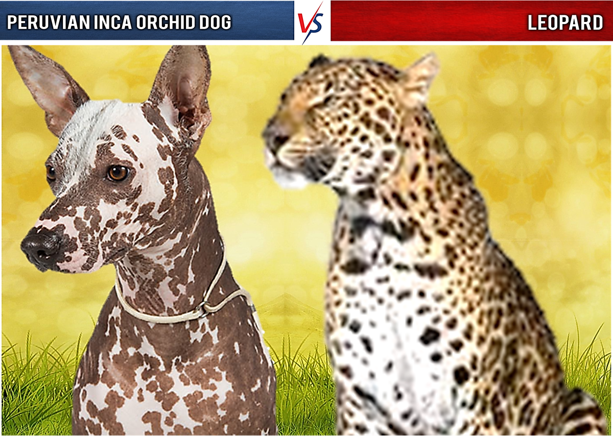 Peruvian Inca Orchid Dog vs Leopard