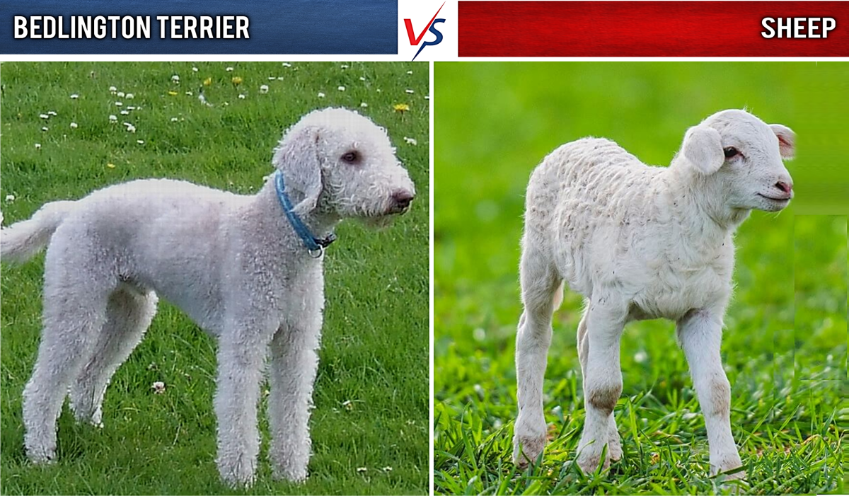Bedlington Terrier vs Sheep