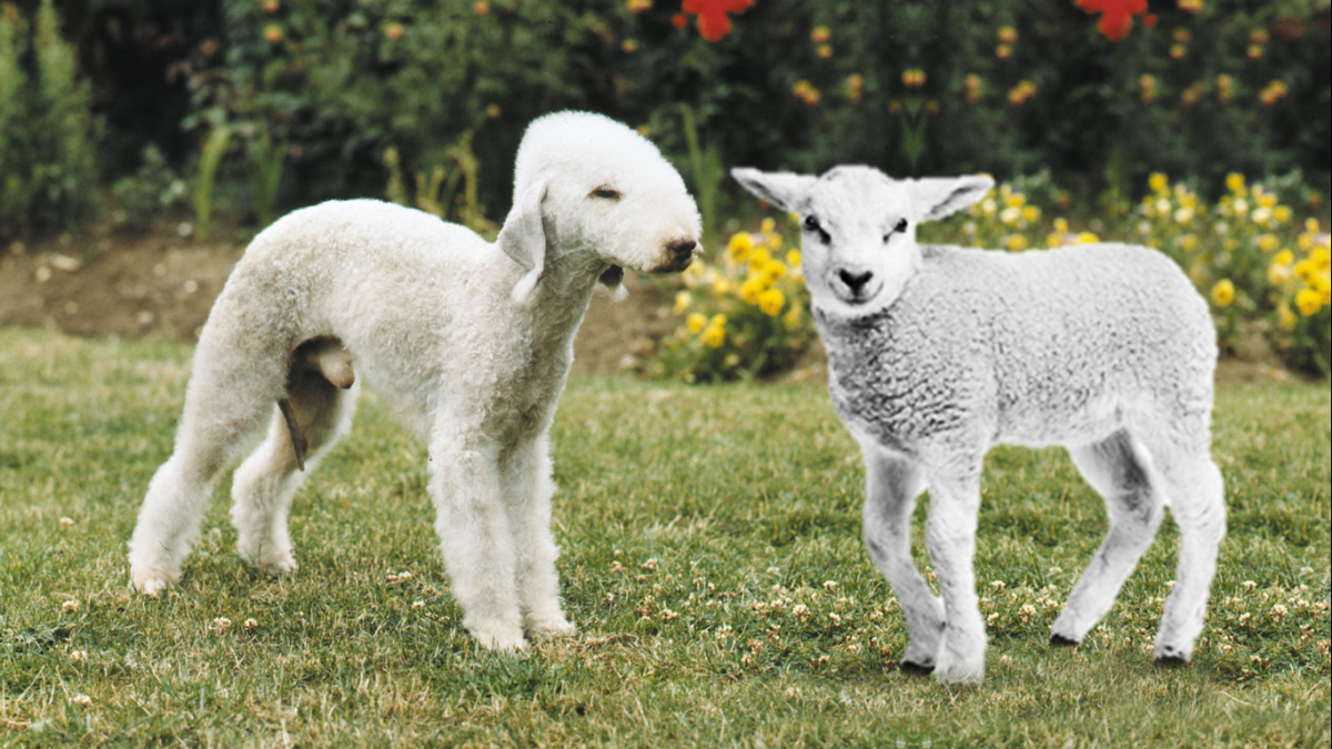 Bedlington terrier (The dog that look like a Sheep)