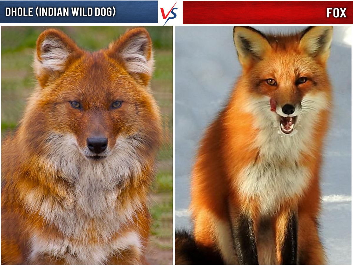 Dhole (Indian Wild Dog) vs Fox