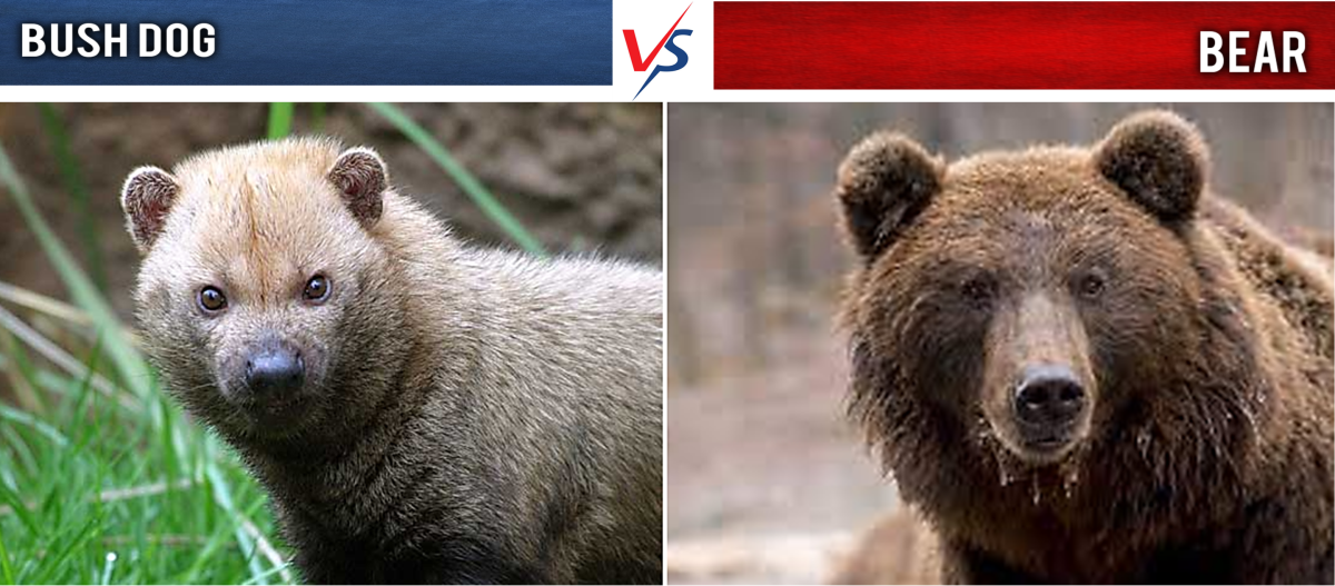 Bush Dog vs Bear