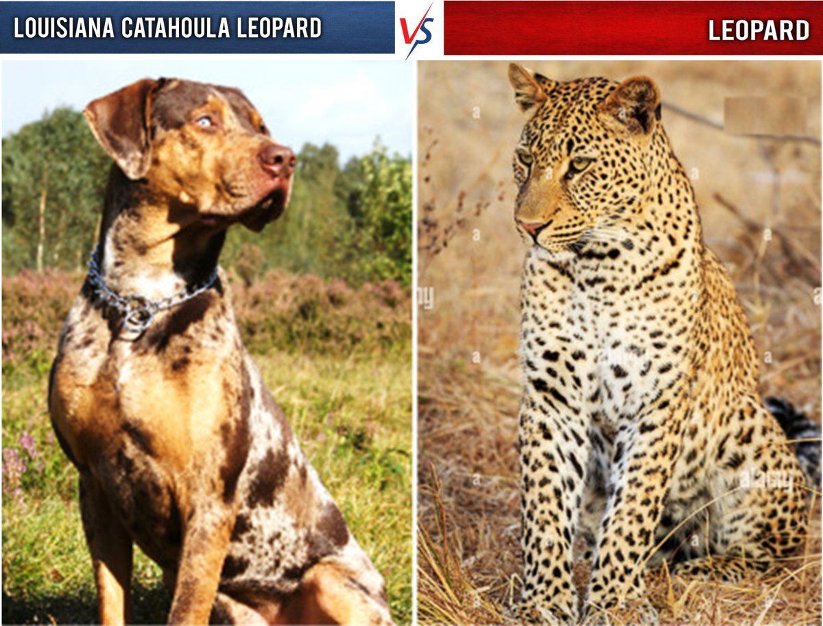Louisiana Catahoula Leopard vs Leopard