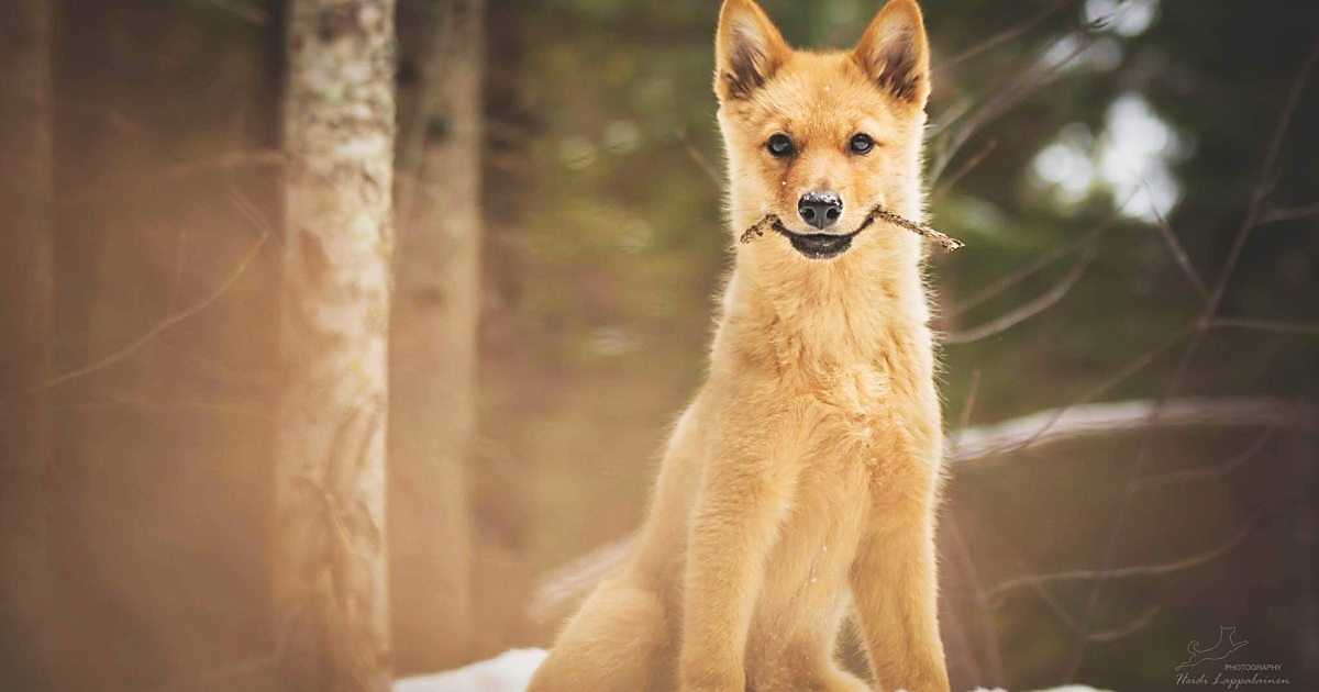 15 Dogs That Look Like A Fox - Pethelpful