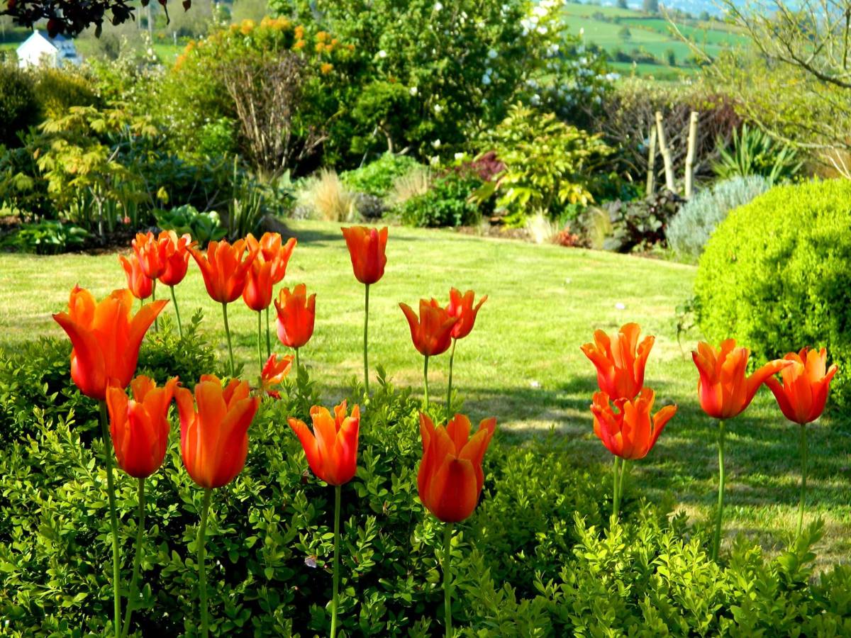 How to Plant Tulips in the Ground and in Pots