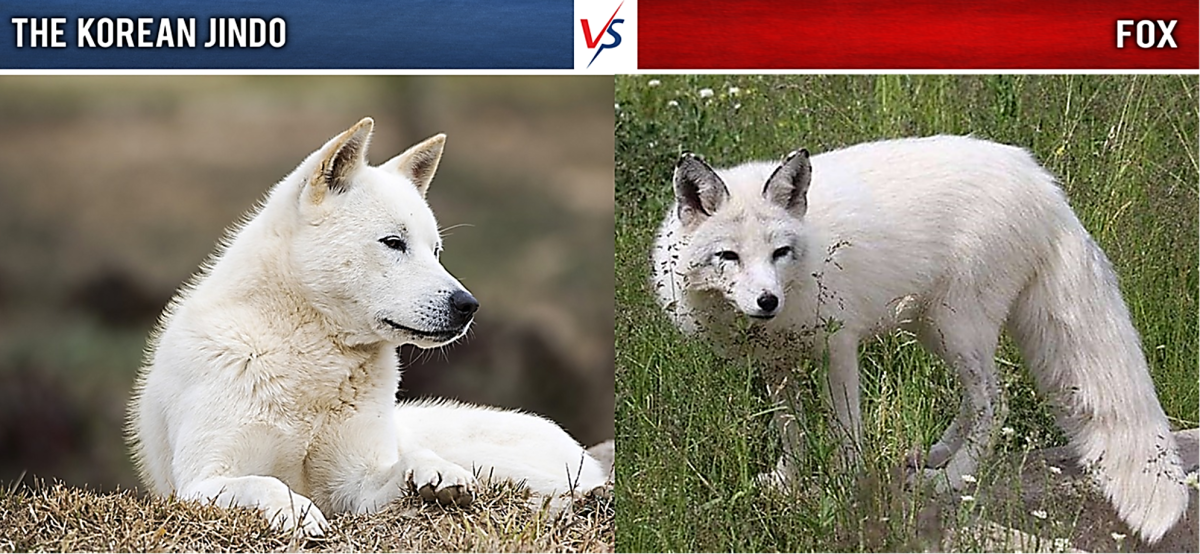 A Jindo dog on the left and a marble fox on the right.
