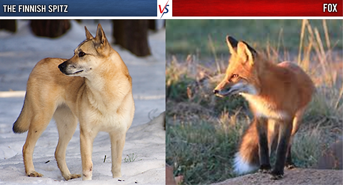 Finnish Spitz vs Fox