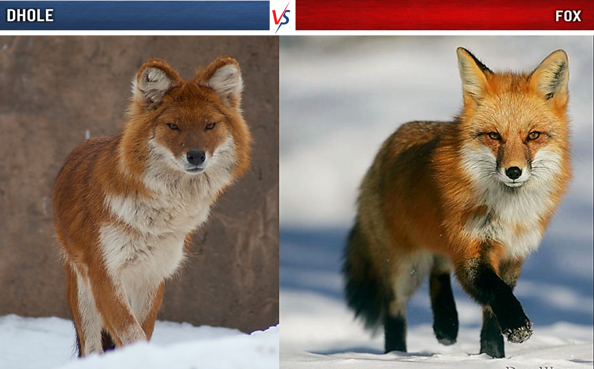 A Dhole (Indian Wild Dog) on the left and a fox on the right.