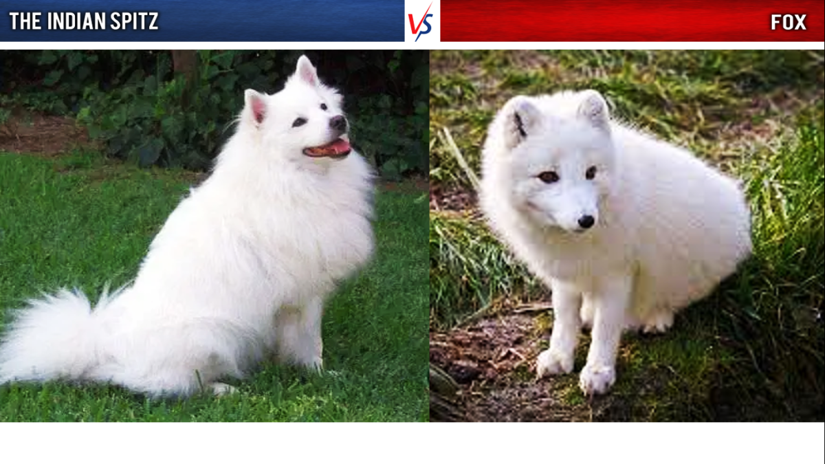 Indian Spitz vs. Fox: An Indian Spitz on the left and a fox on the right.
