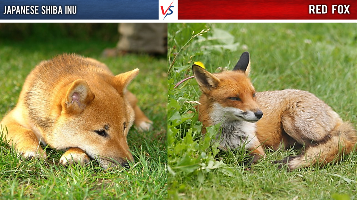 are fox related to dogs