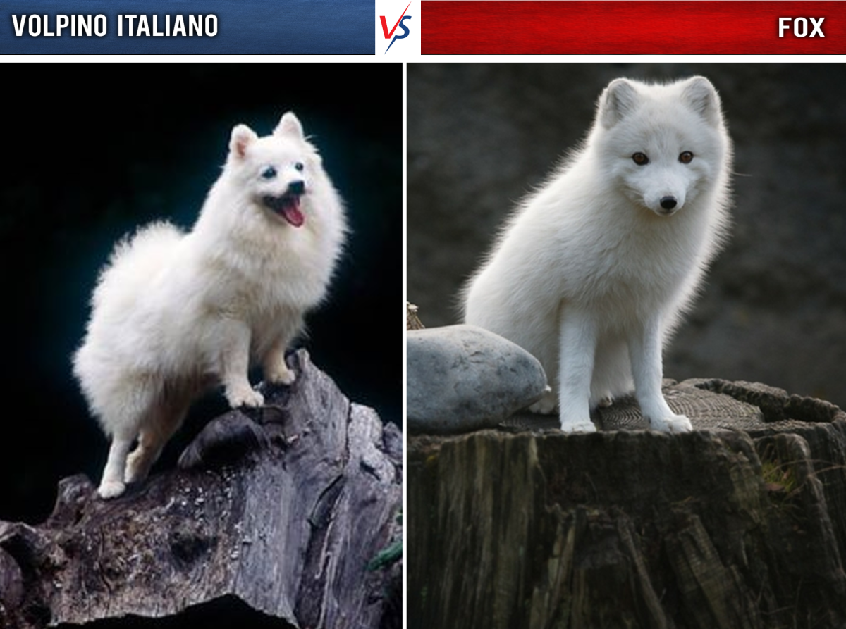A Volpino Italiano on the left and an Arctic Fox on the right.