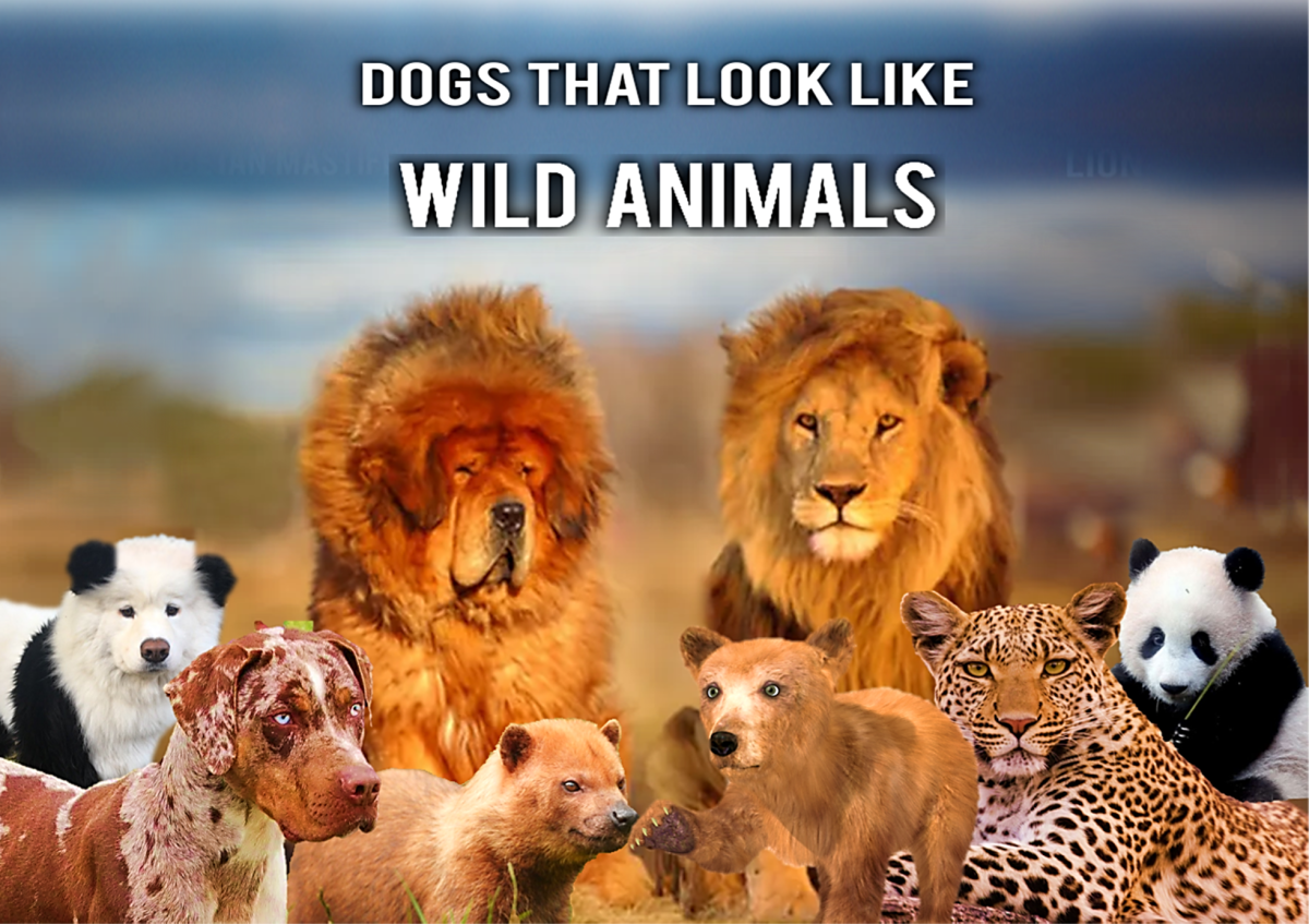 Dogs Like Wild Animals