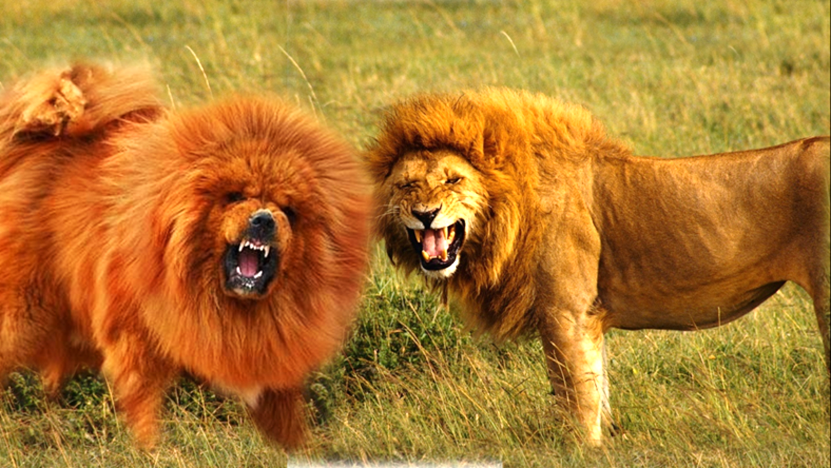 Seven Dogs That Look Like Lions
