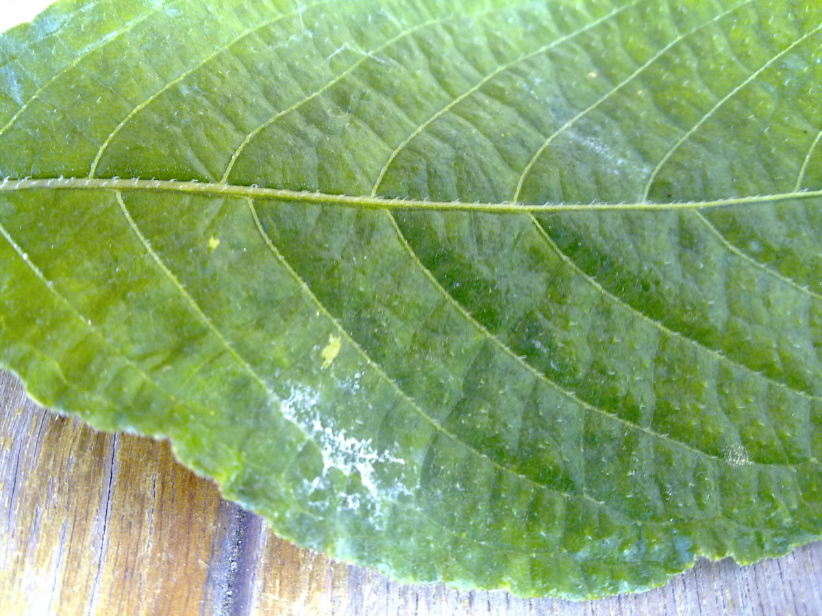 "B" photo- big tea leaf