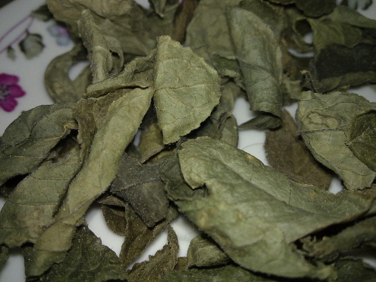 dried leaves curl in