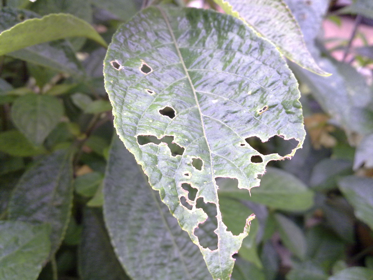 a tea leaf eaten by snails