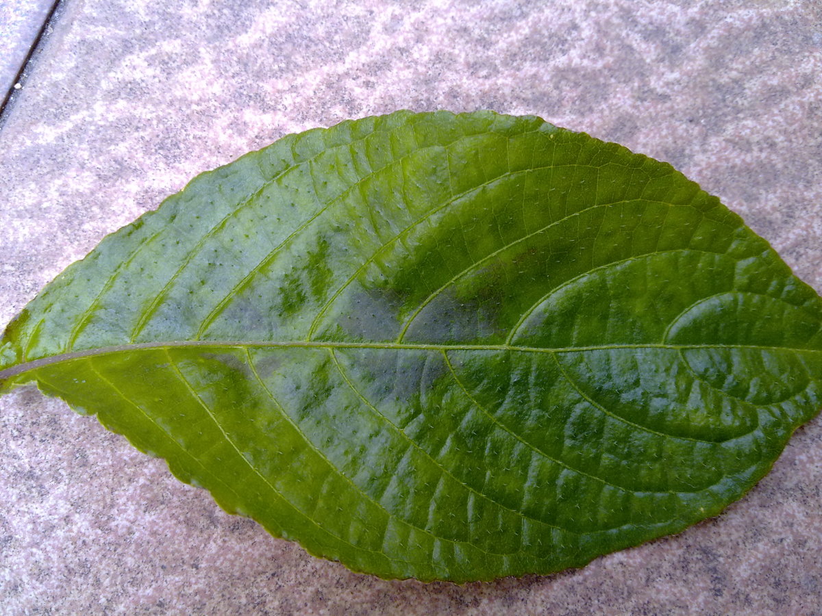 "B"photo- small tea leaf