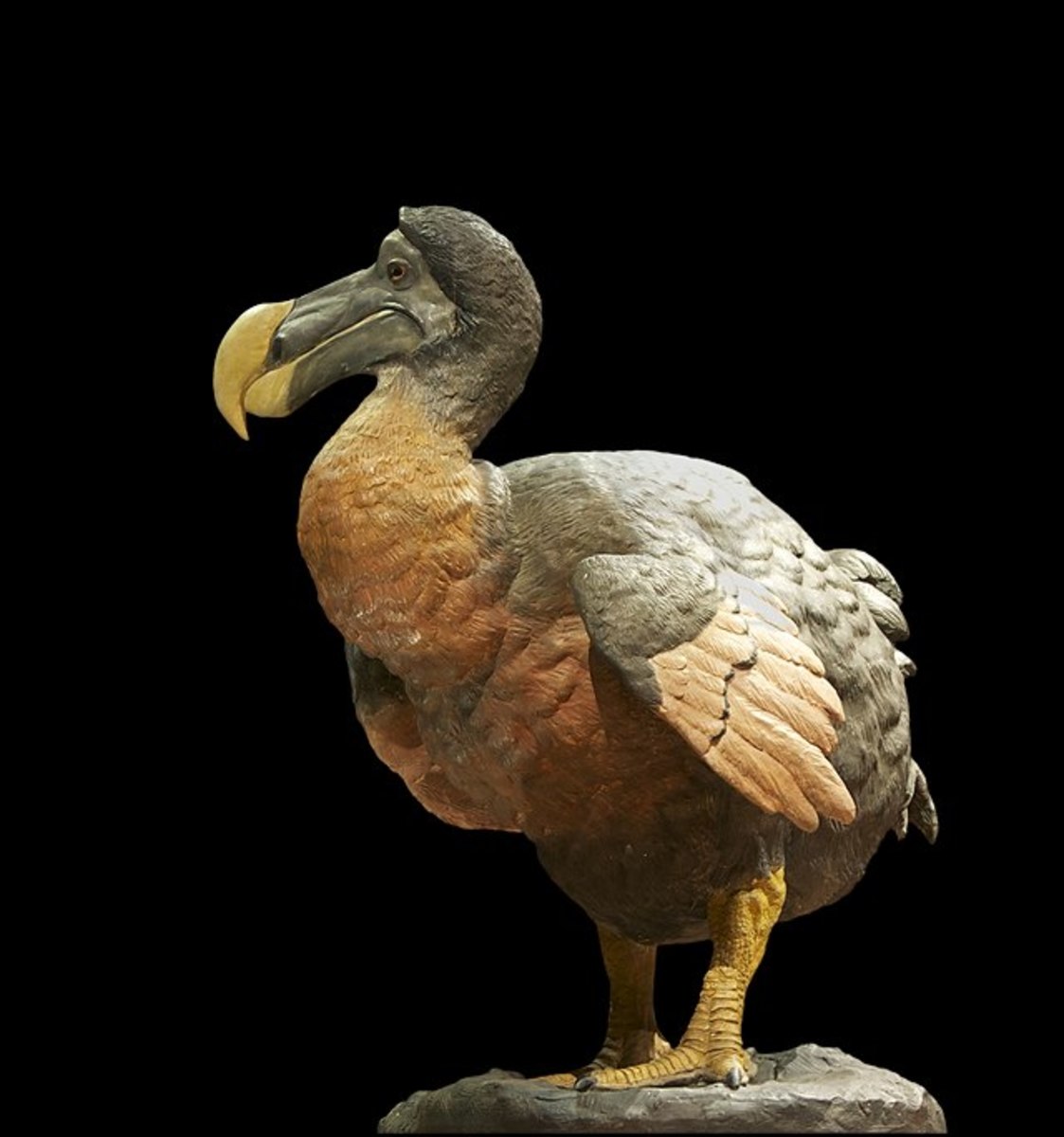 Dodo: Extinction of a Helpless Bird