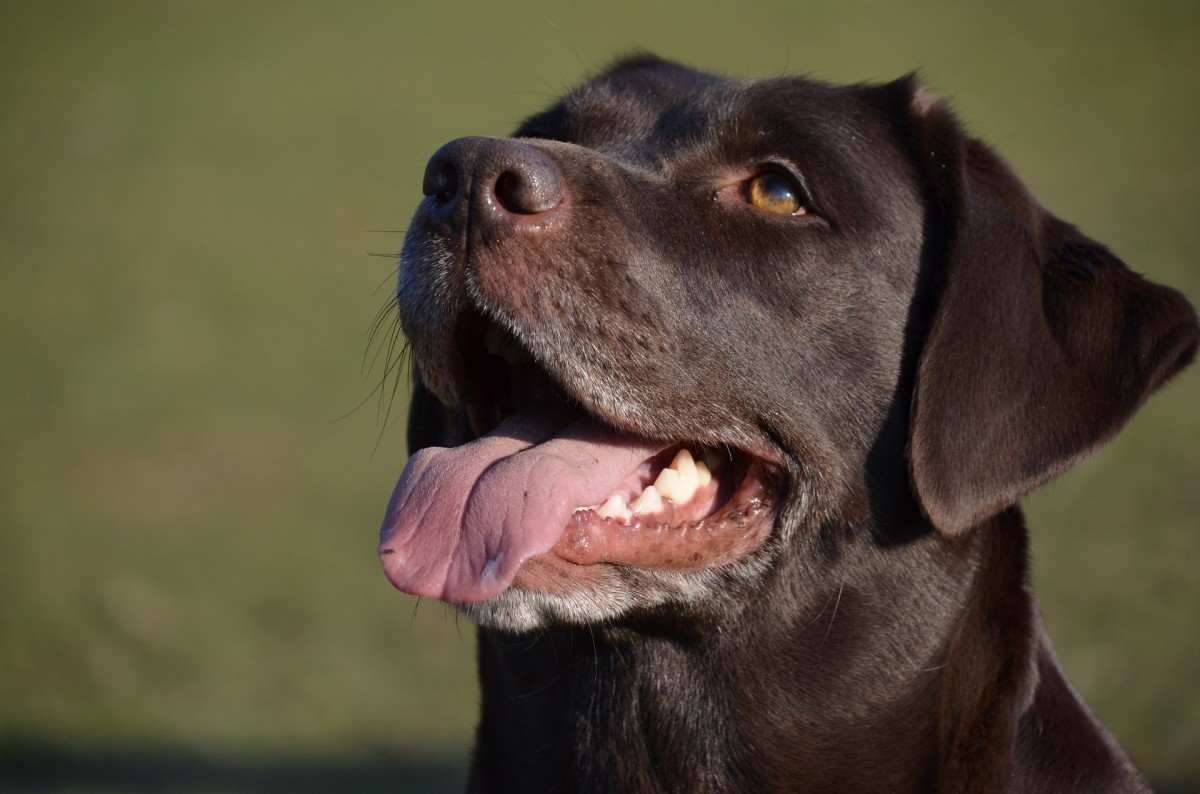 labrador-retriever-the-most-popular-dog