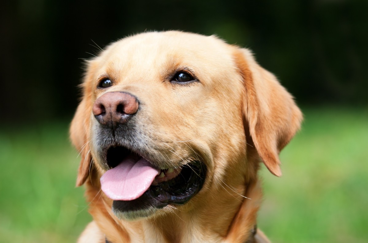 Labrador Retriever, The Most Popular Dog Breed Since 1991