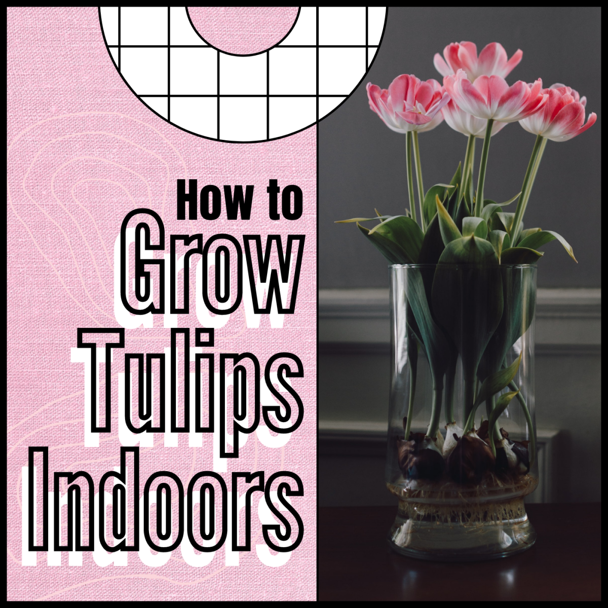 Learn how to grow tulips from bulbs in glass jars.