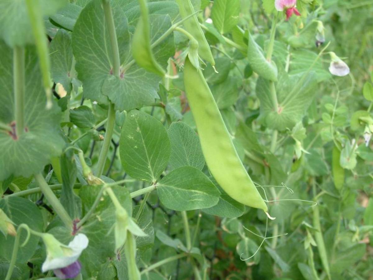 Sugar Peas in the Spring and Fall Vegetable Garden