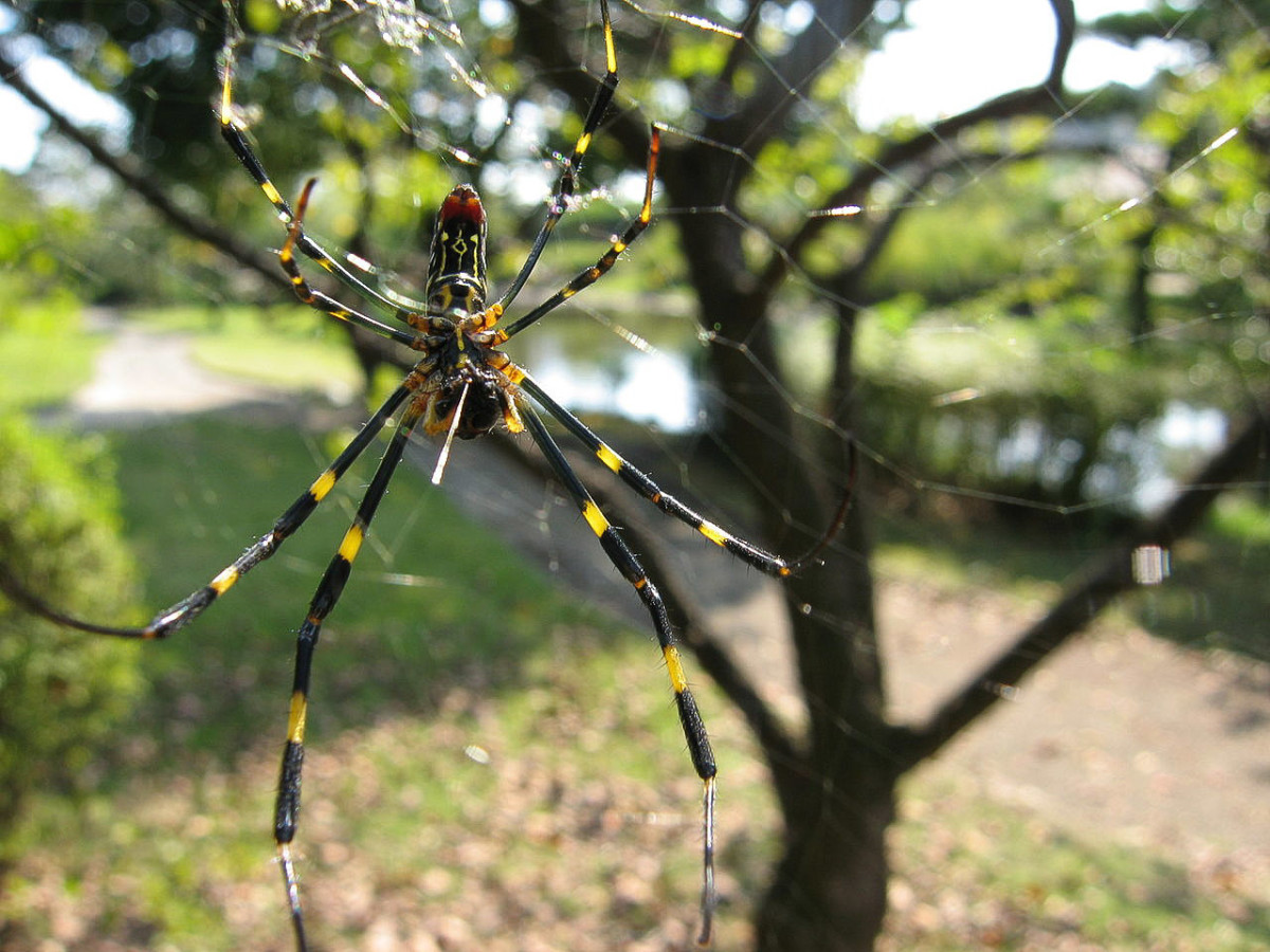 A female Joro spider in Japan