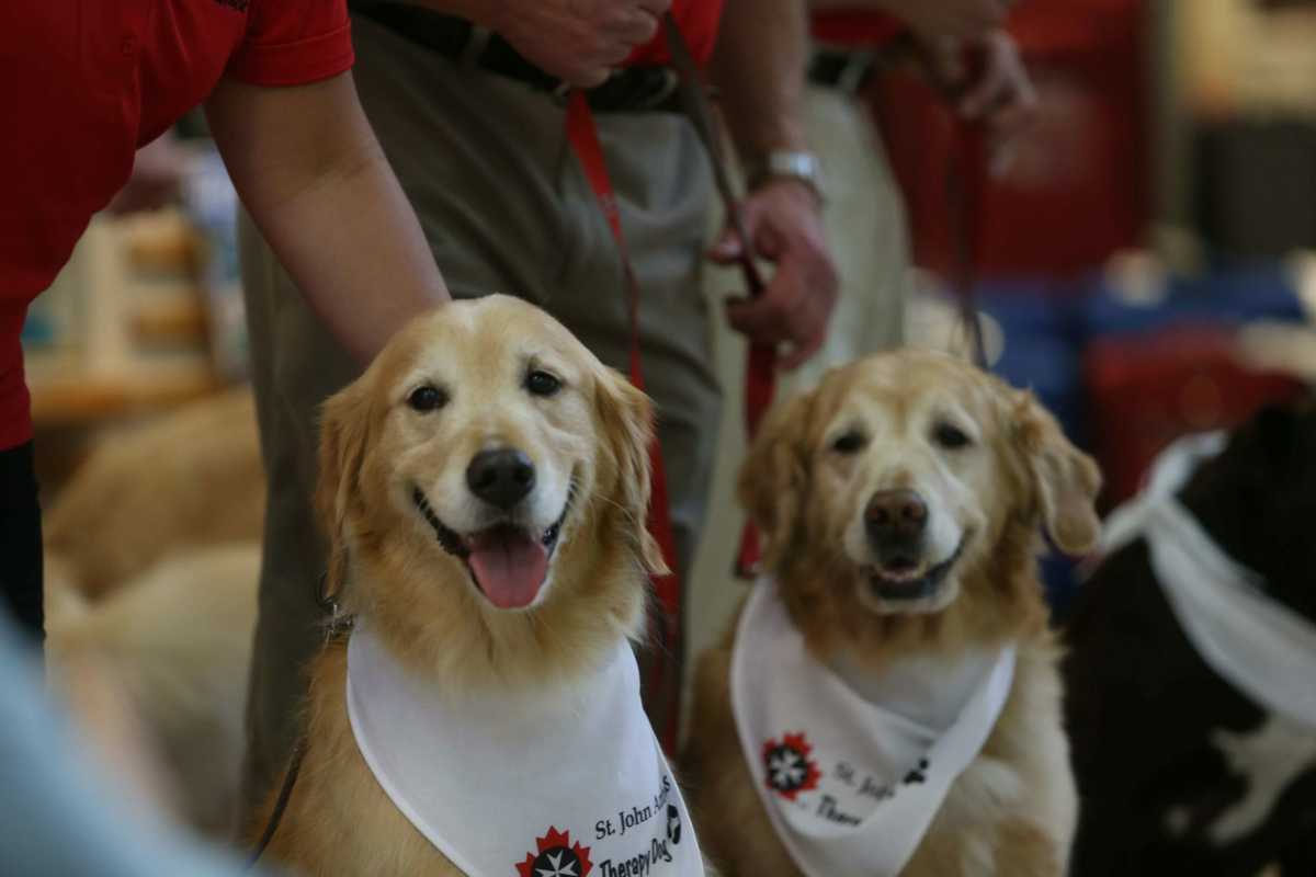 All You Need to Know About Therapy Dogs and Why Society Needs Them!