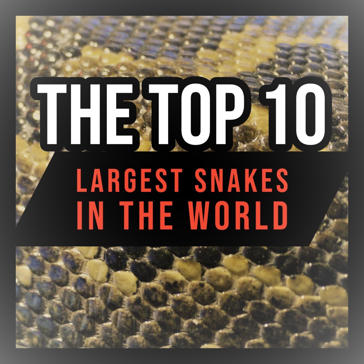 From the boa constrictor to the green anaconda, this article ranks the world's largest species of snake.