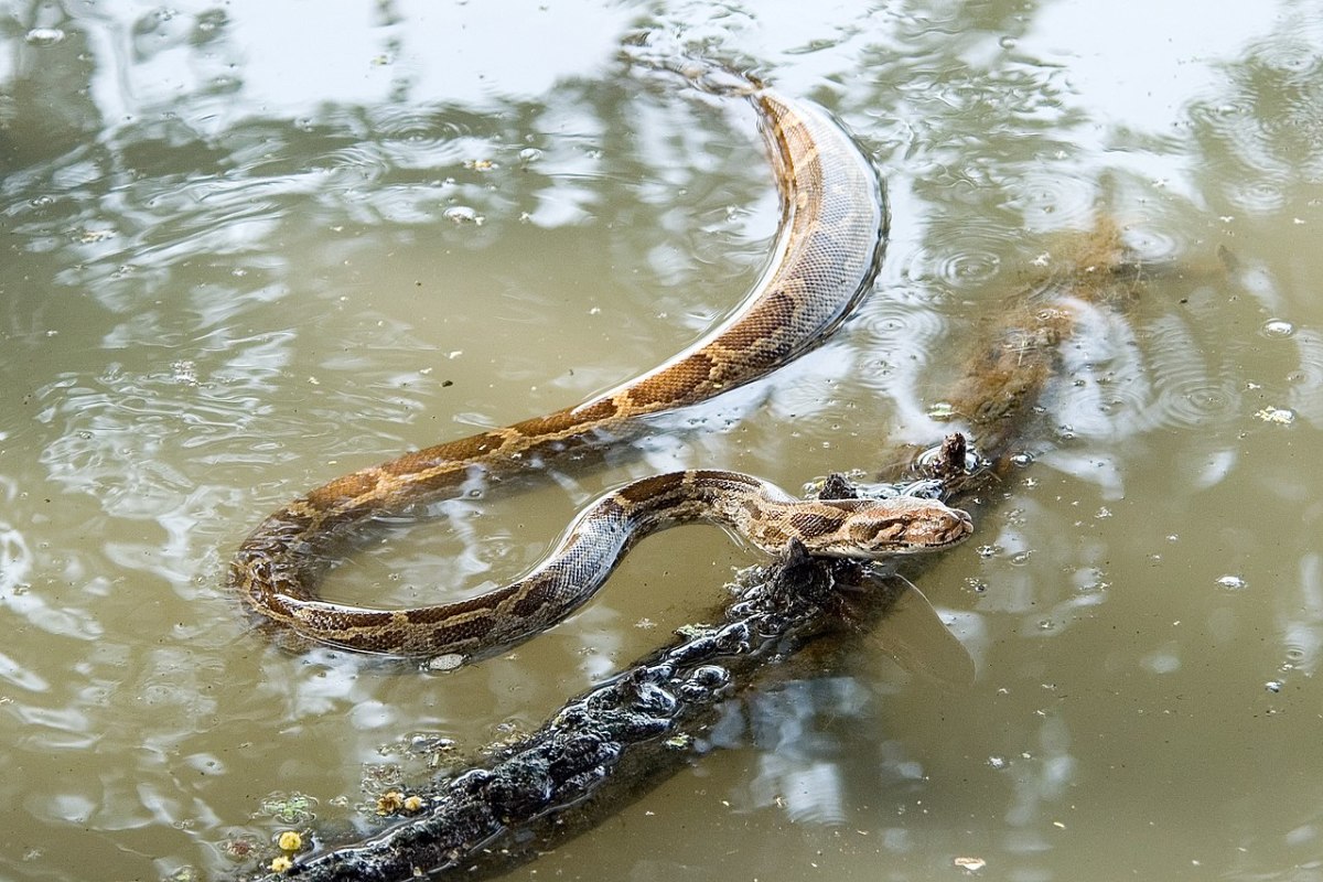 Indian python taking a swim.