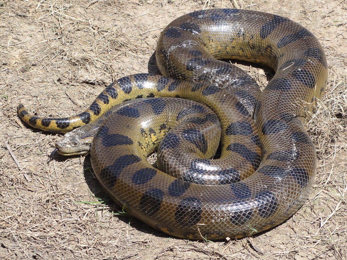 The green anaconda; world's largest snake.