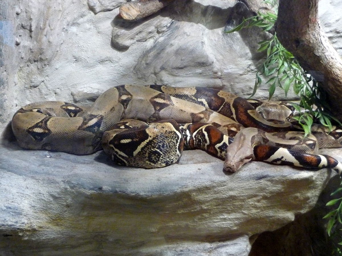 Large boa constrictor on display at a local zoo.