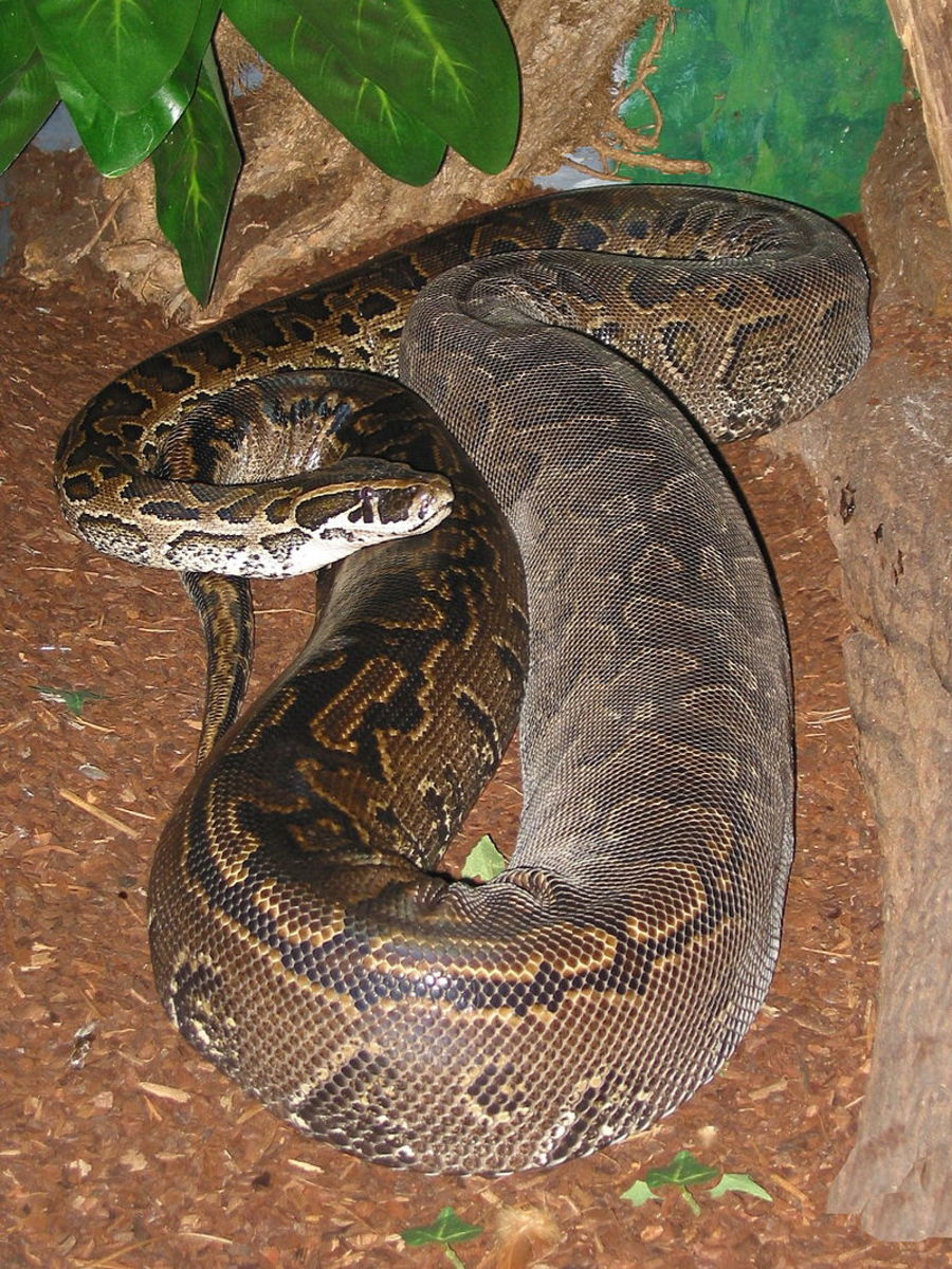 The incredibly massive African rock python.