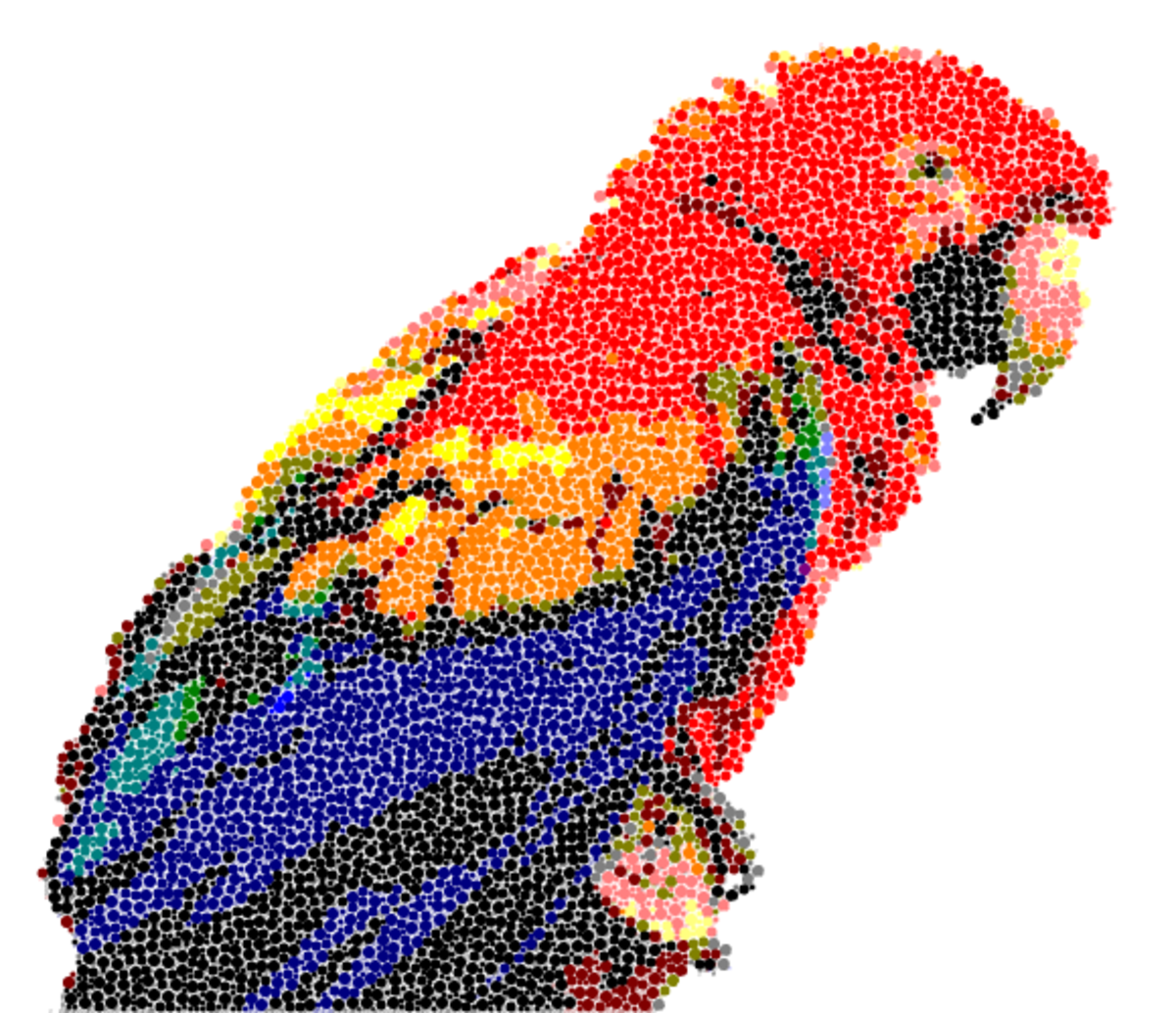 Parrot photo with a white background to colored dot drawing.