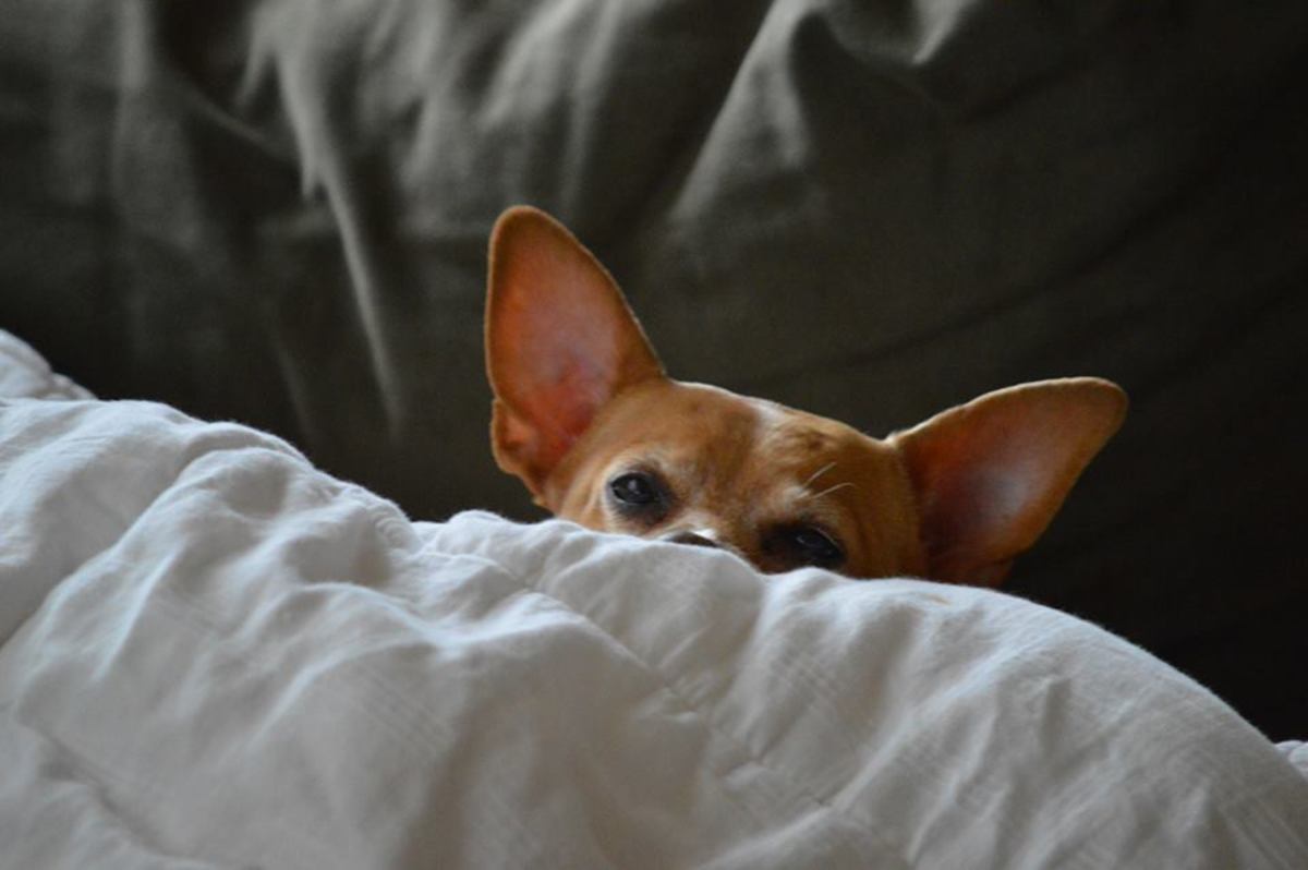 Chihuahuas love to burrow beneath the blankets, which can create a safety issue for the dog. 