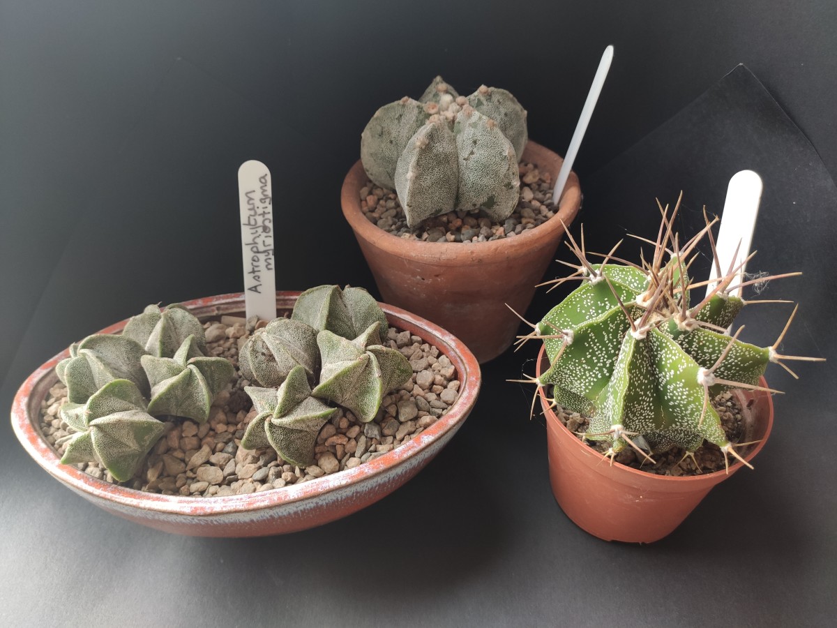 There are many kinds of star cactus, including ones with and without spines. 