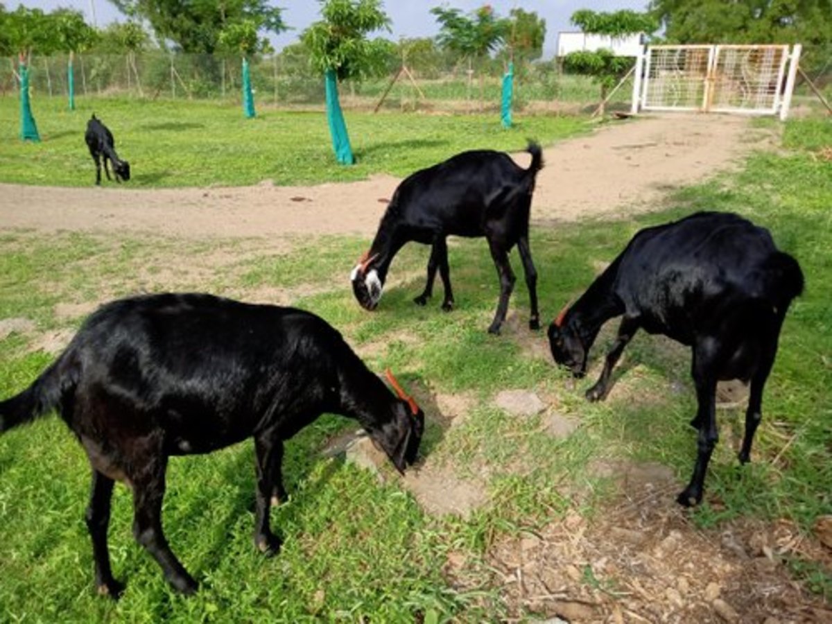 Nutritional Feeding for the Growth of Goats