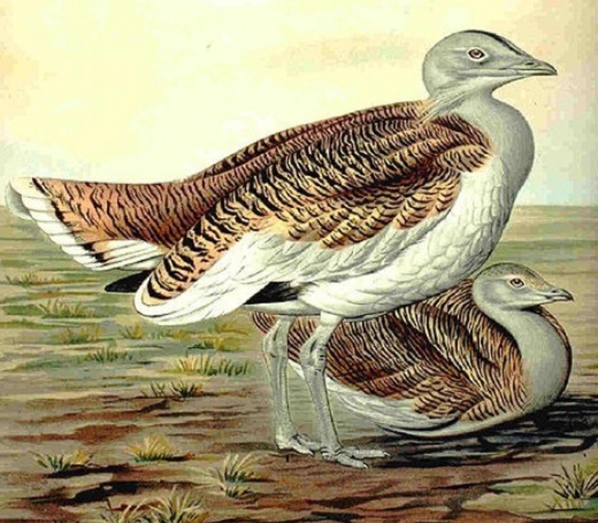 A great bustard in a German drawing from 1905. Males weight up to 35 pounds +/-.