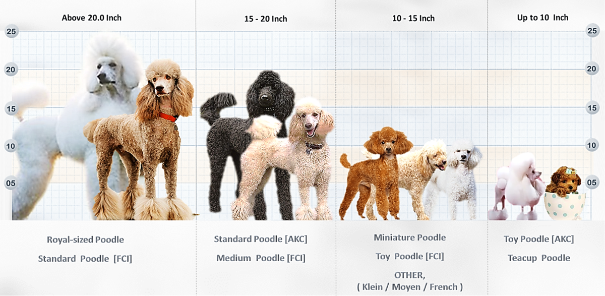 Poodle Types Based on Recognition by Height