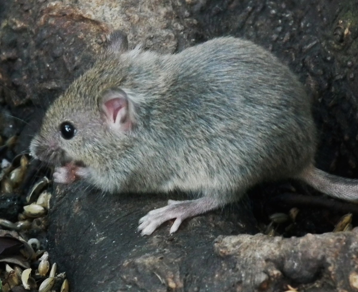 Common House Mouse 