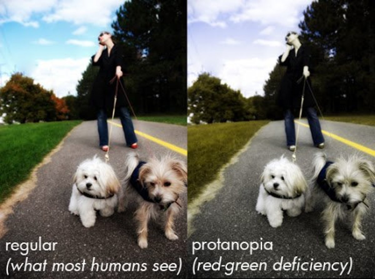 Dog Vision Spectrum