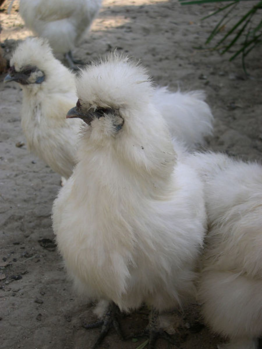 White Silkie chickens at a Ukrainian zoo.