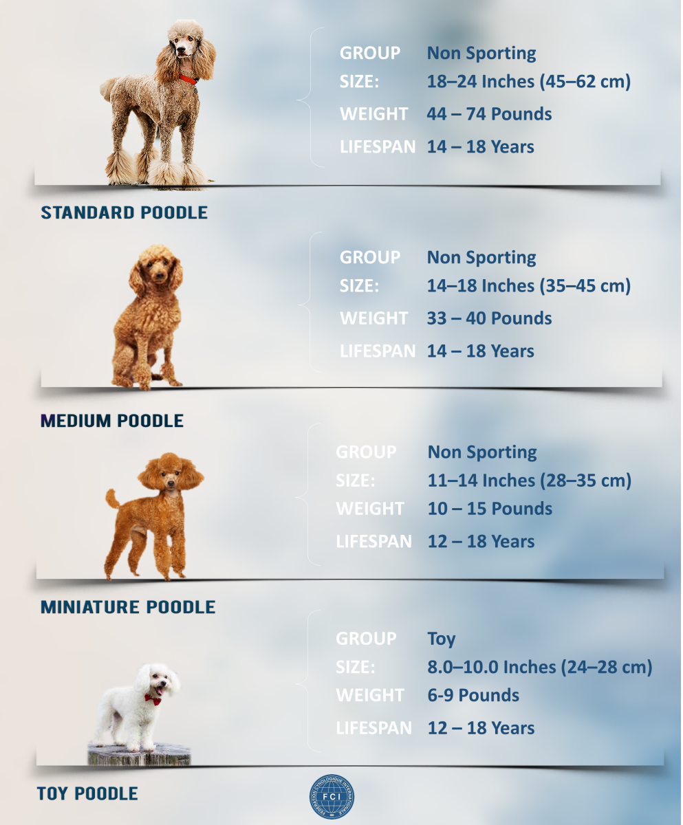 Four Types of Poodles: Recognized by the FCI