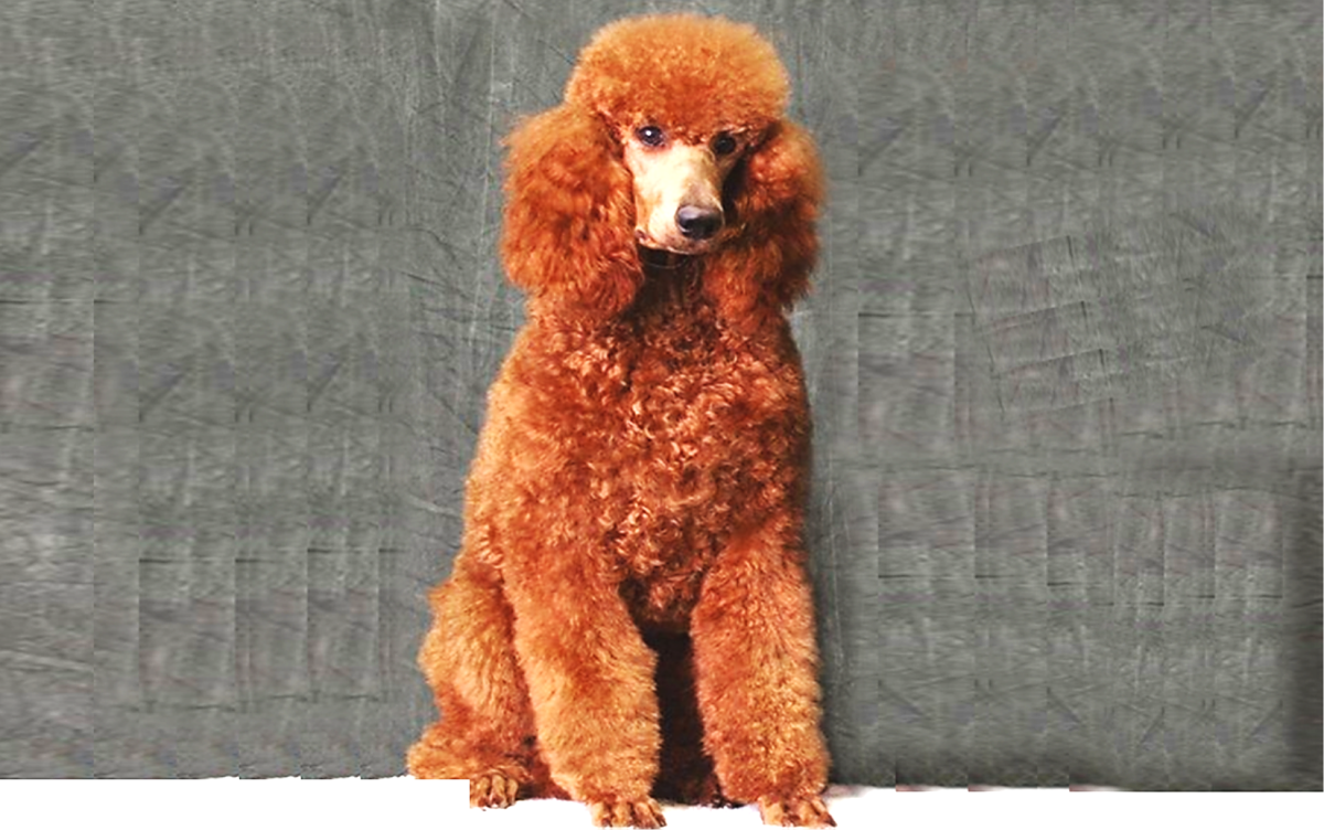 what are the different poodle sizes