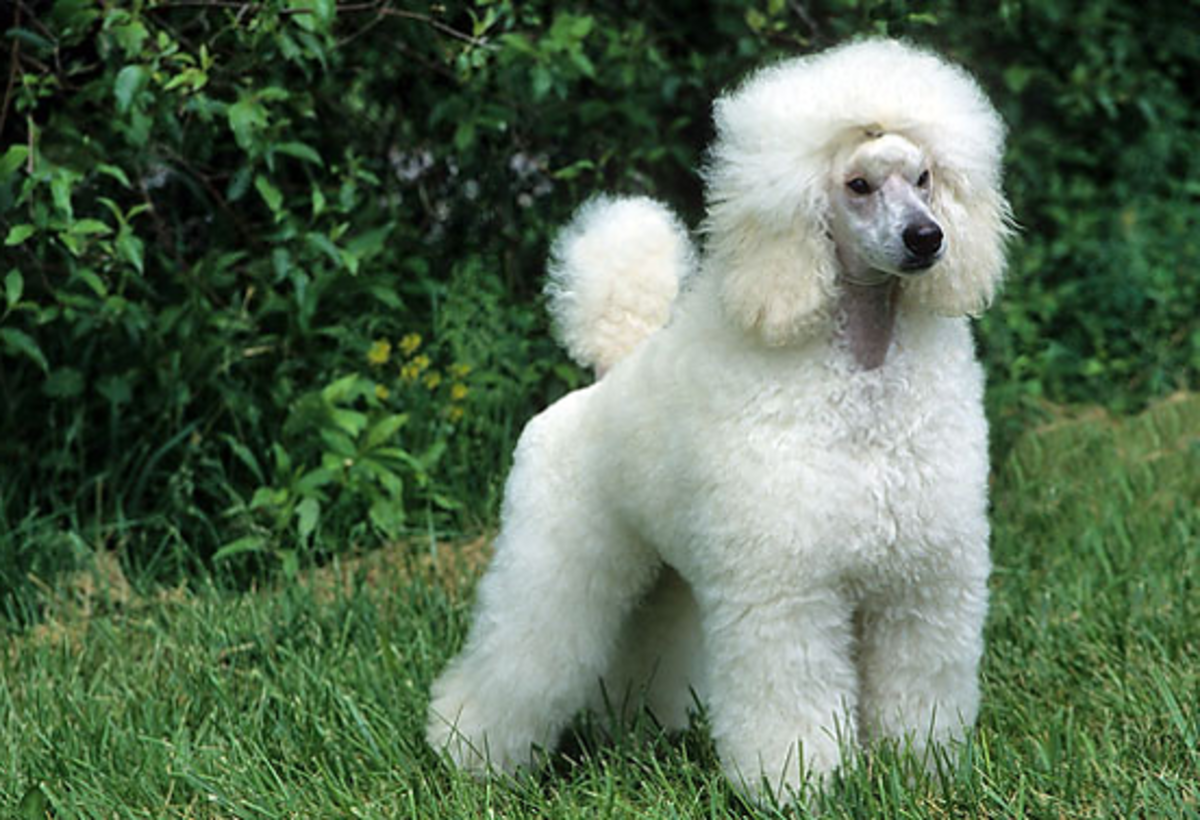 different-types-of-poodle-dog-breed-information-pictures-characteristics