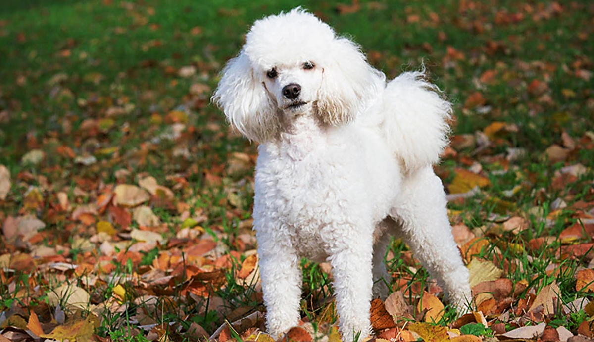 different-types-of-poodle-dog-breed-information-pictures-characteristics