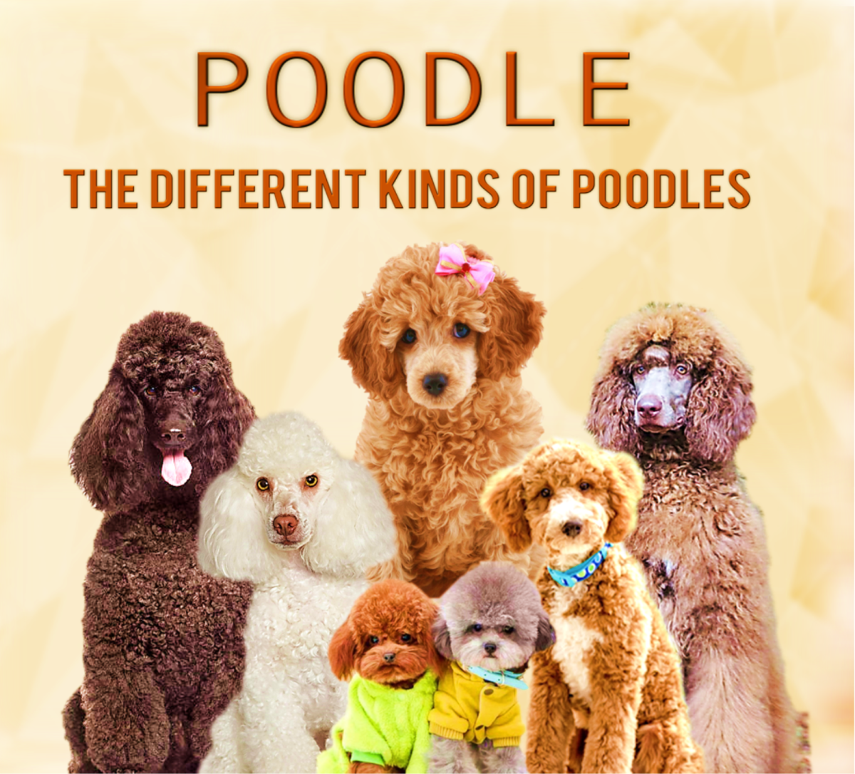 Types of Poodle: Dog Breed Information