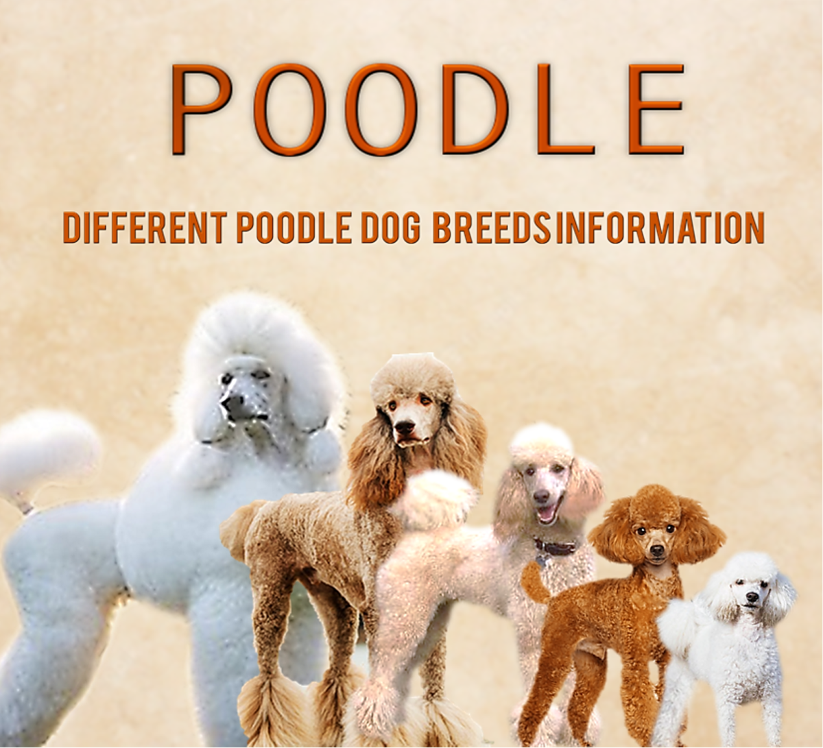 Different Types of Poodle Dog Breed Information, Pictures & Characteristics