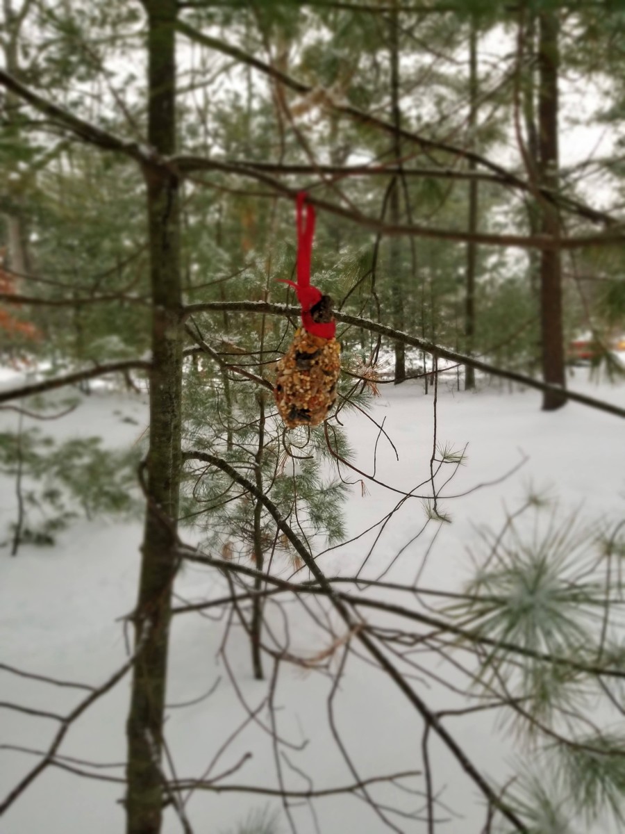 During the Winter Solstice season, especially when it snows, I make a habit of leaving an offering for the critters who live at the wooded labyrinth.  This bird feeder is one example, but I've also brought  fruit rings for them.