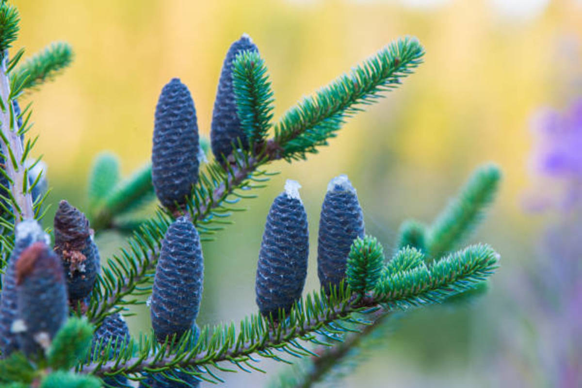 Balsam fir is a tree that is also referred to as "Christmas tree". This makes it a highly sought after plant and a classic example of a Christmas tree, although other types of trees are also used in the Christmas tradition as well. 