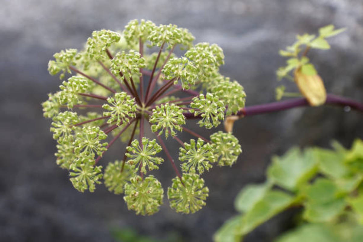 Angelica archangelica gets its name from the idea of the spiritual. This plant has powerful healing properties for different stages of life. 
